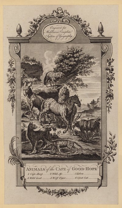 Dieren van de Kaap de Goede Hoop (gravure) door English School