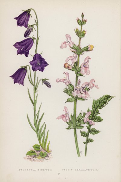 Campanula Linifolia; Salvia Taraxacifolia door English School