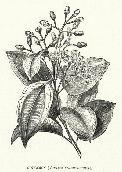 Kaneel, Laurus cinnamomum (gravure) door English School