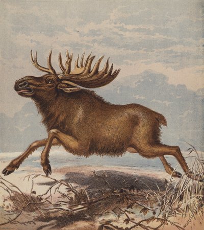 Eland of Moose Hert door English School