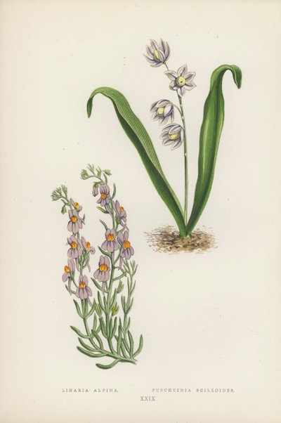 Linaria Alpina; Puschkinia Scilloides door English School