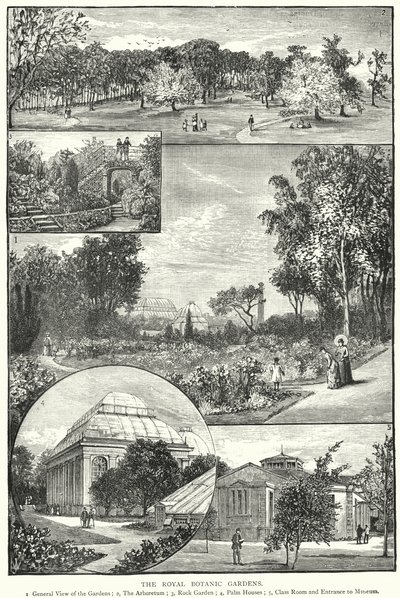 De Koninklijke Botanische Tuinen (gravure) door English School