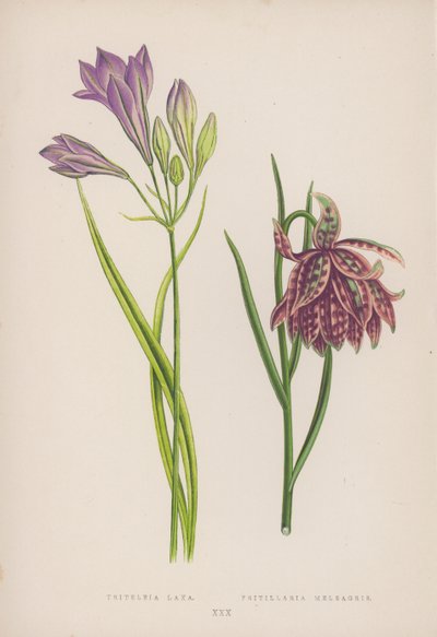 Triteleia Laxa; Fritillaria Meleagris door English School