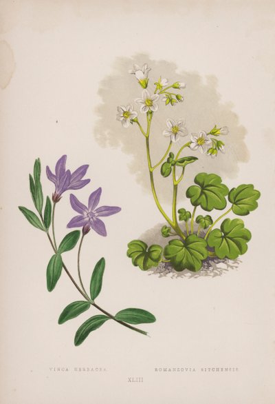 Vinca Herbacea; Romanzovia Sitchensis (kleur litho) door English School