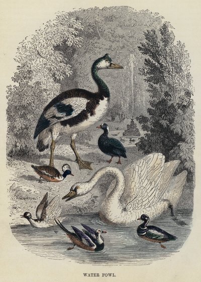 Watervogels (gravure) door English School