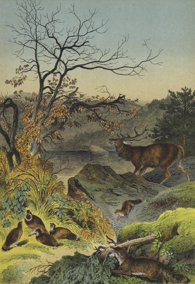 Dieren van Siberië (kleurenlitho) door European School