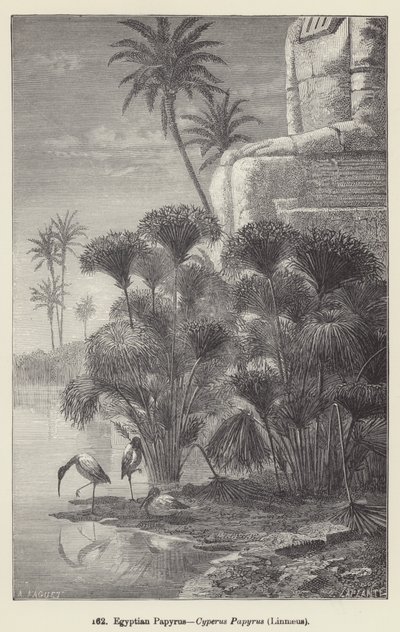 Egyptische papyrus, Cyperus Papyrus, Linnaeus (gravure) door European School