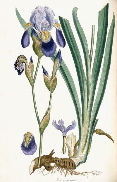 Iris Germanica, 1847 door Ferdinand Bauer