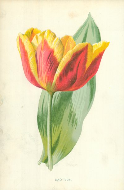 Vroege Tulp door Frederick Edward Hulme