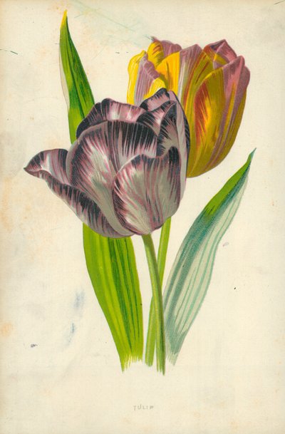 Tulp door Frederick Edward Hulme