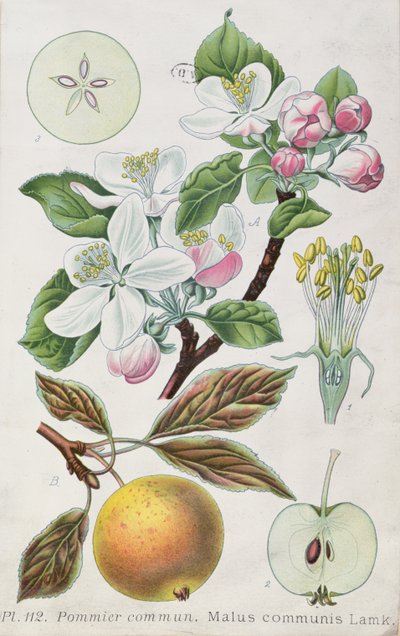 Appelboom (Malus Communis) (gekleurde gravure) door French School