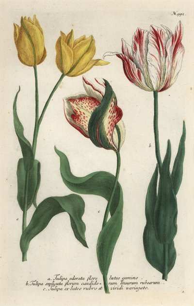 Tulp variëteiten, Tulipa gesneriana door Georg Dionysius (after) Ehret