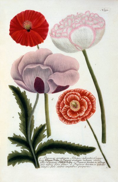 Papaver, 1737 handgekleurde gravure door "Georg Dionysius Ehret