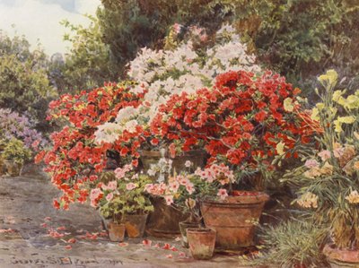 Italiaanse tuinen: Azalea