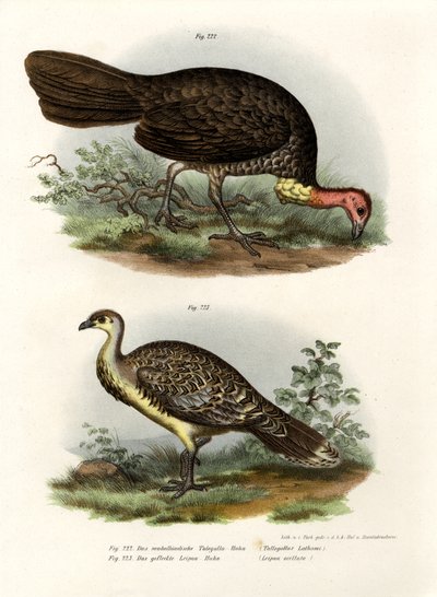 Australische Borstelturkey, 1864 door German School