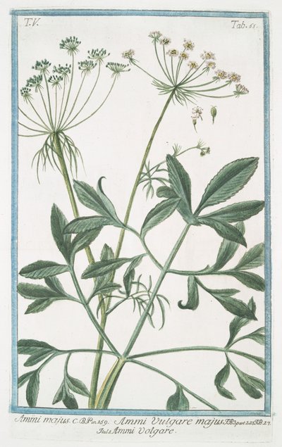 Ammi majus door Giorgio Bonelli