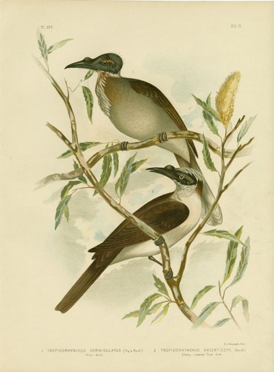 Luidruchtige Friarbird, 1891 door Gracius Broinowski