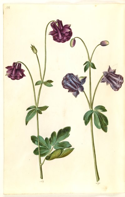 Aquilegia vulgaris (gewone akelei) door Hans Simon Holtzbecker