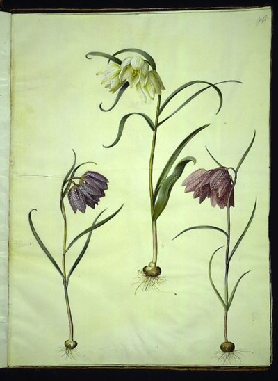 Fritillaria meleagris (gewone kievitsbloem) door Hans Simon Holtzbecker