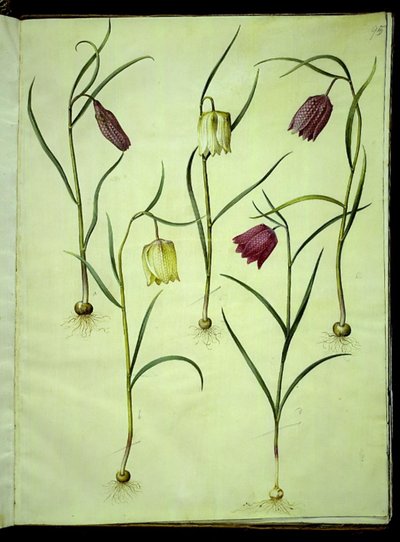 Fritillaria meleagris (gewone kievitsbloem) door Hans Simon Holtzbecker