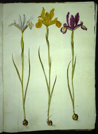 Iris xiphium (Spaanse iris) door Hans Simon Holtzbecker