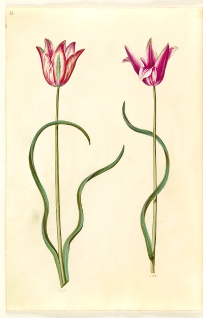 Tulipa clusiana (clusius-tulp) door Hans Simon Holtzbecker