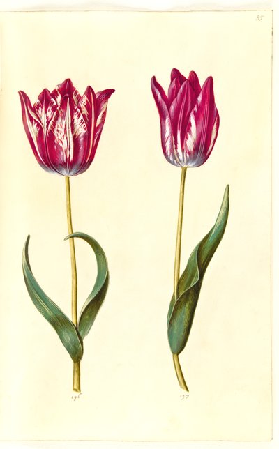 Tulipa gesneriana (tuin-tulp) door Hans Simon Holtzbecker