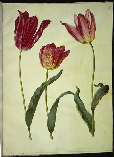 Tulipa gesneriana (tuin-tulp) door Hans Simon Holtzbecker