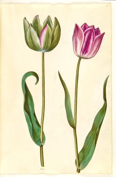 Tulipa gesneriana (tuin-tulp) door Hans Simon Holtzbecker