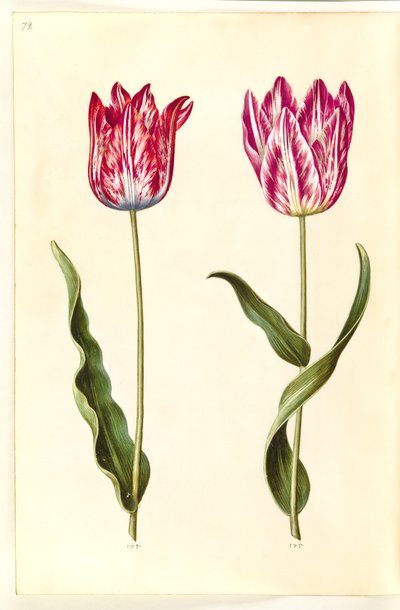 Tulipa gesneriana (tuin-tulp) door Hans Simon Holtzbecker