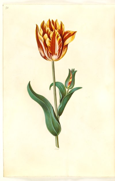 Tulipa gesneriana (tuin-tulp) door Hans Simon Holtzbecker