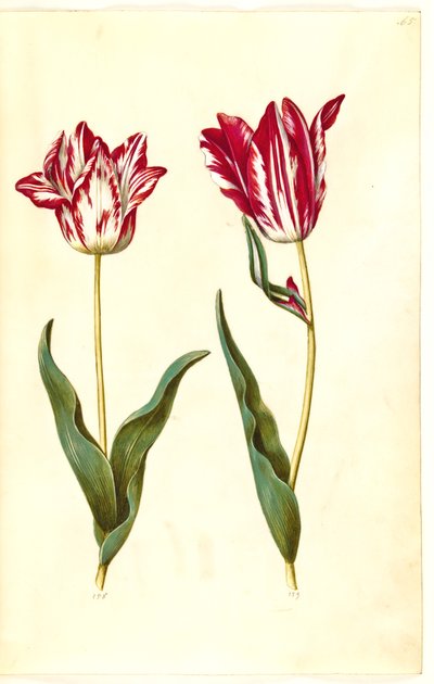 Tulipa gesneriana (tuin-tulp) door Hans Simon Holtzbecker