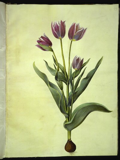 Tulipa gesneriana (tuin-tulp) door Hans Simon Holtzbecker