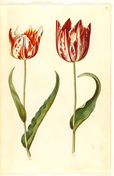 Tulp door Hans Simon Holtzbecker