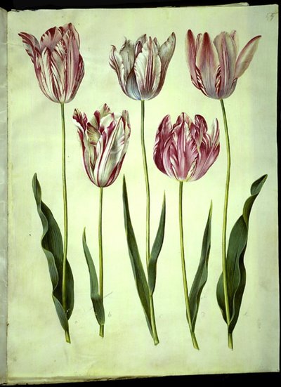 Tulipa gesneriana (tuin-tulp) door Hans Simon Holtzbecker