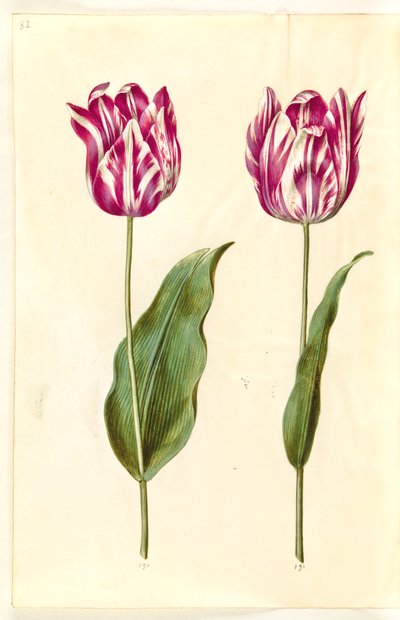 Tulipa gesneriana (tuin-tulp) door Hans Simon Holtzbecker