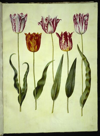 Tulipa gesneriana (tuin-tulp) door Hans Simon Holtzbecker