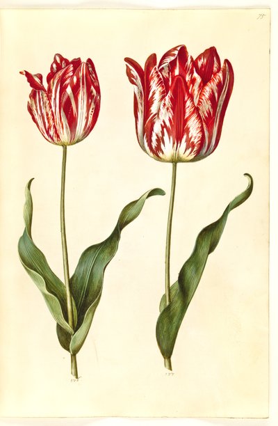 Tulipa gesneriana (tuin-tulp) door Hans Simon Holtzbecker