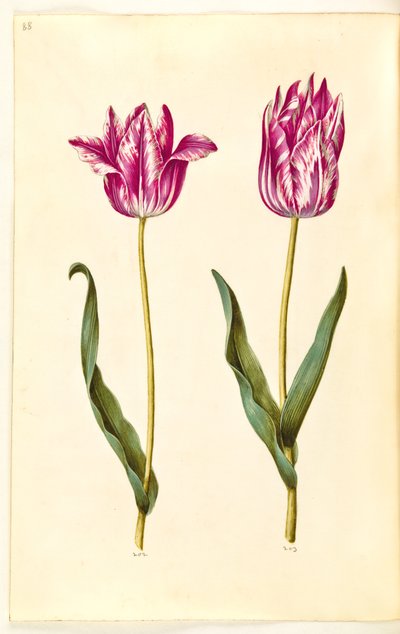 Tulipa gesneriana (tuin-tulp) door Hans Simon Holtzbecker