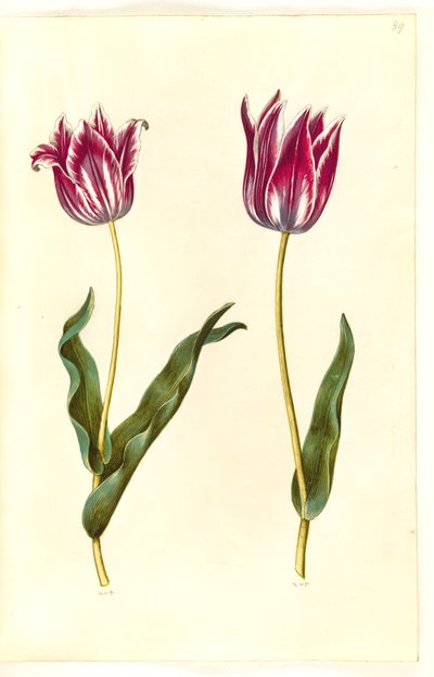 Tulipa gesneriana (tuin-tulp) door Hans Simon Holtzbecker