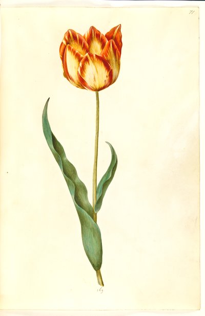 Tulipa gesneriana (tuin-tulp) door Hans Simon Holtzbecker