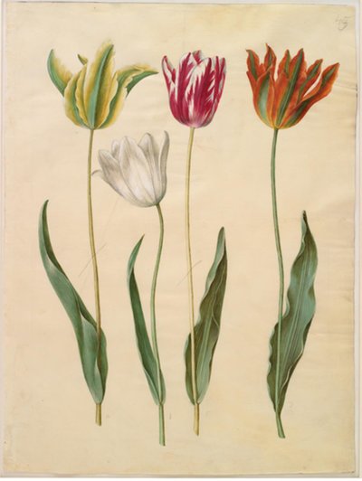 Tulipa gesneriana (tuin-tulp) door Hans Simon Holtzbecker