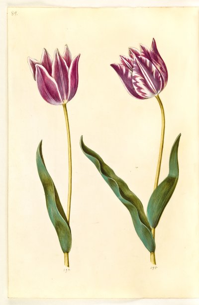 Tulipa gesneriana (tuin-tulp) door Hans Simon Holtzbecker