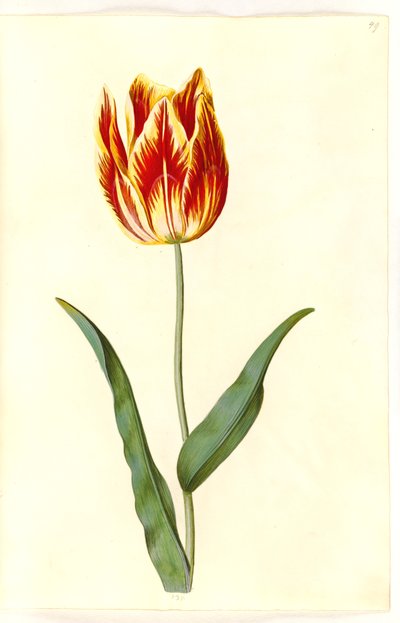 Tulipa gesneriana (tuin-tulp) door Hans Simon Holtzbecker