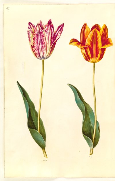 Tulipa gesneriana (tuin-tulp) door Hans Simon Holtzbecker