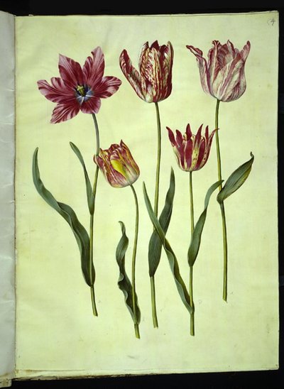 Tulipa gesneriana (tuin-tulp) door Hans Simon Holtzbecker