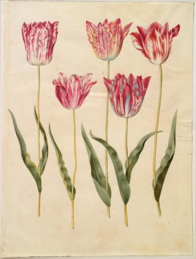 Tulipa gesneriana (tuin-tulp) door Hans Simon Holtzbecker