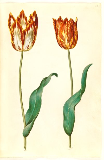 Tulipa gesneriana (tuin-tulp) door Hans Simon Holtzbecker