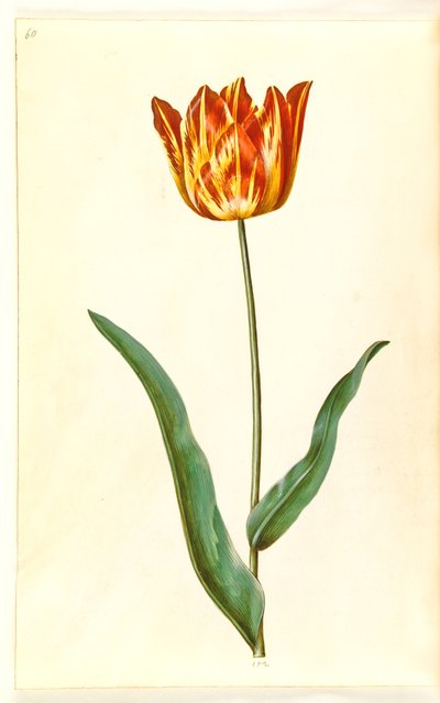 Tulipa gesneriana (tuin-tulp) door Hans Simon Holtzbecker