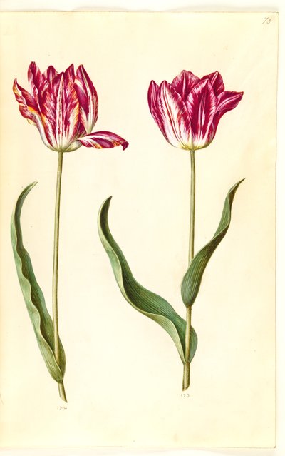 Tulipa gesneriana (tuin-tulp) door Hans Simon Holtzbecker